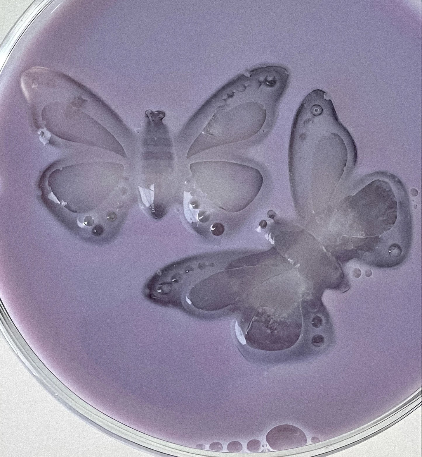 Butterfly ice cube tray